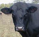 Black Angus Beef for Sale